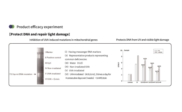 肌のためのエクトインパウダー：自然な保護、修復、保湿