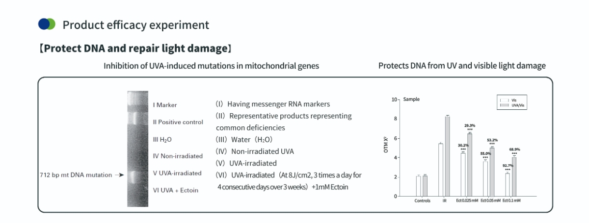 皮膚用エクトインパウダーでDNAを保護