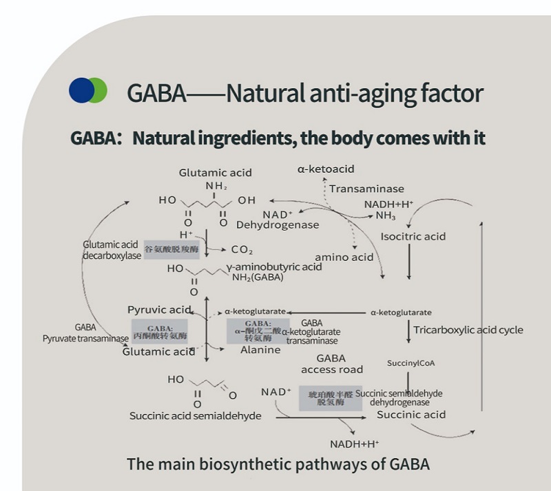 GABA（ガンマアミノ酪酸）の科学